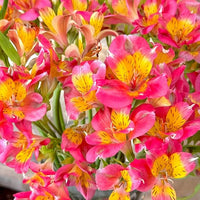 Alstroemeria Alstroemeria spp Flower Seeds for Planting in Flower Bed