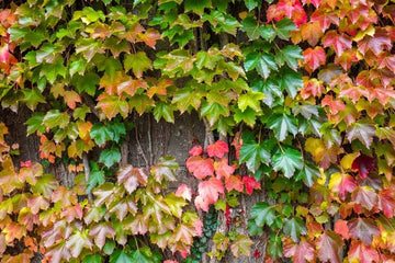 Yellow Red Boston Ivy Flower seeds for Planting - Shade Tolerant, Heirloom & GMO Free Seeds for Home Garden