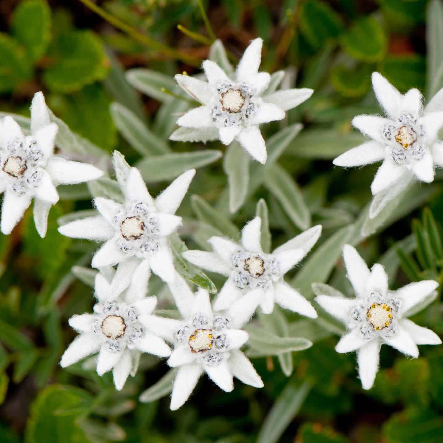 White Edelweiss Flower seeds for Planting - Long Bloom Season, Heirloom & GMO Free Seeds for Home Garden