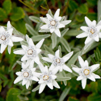 White Edelweiss Flower seeds for Planting - Long Bloom Season, Heirloom & GMO Free Seeds for Home Garden
