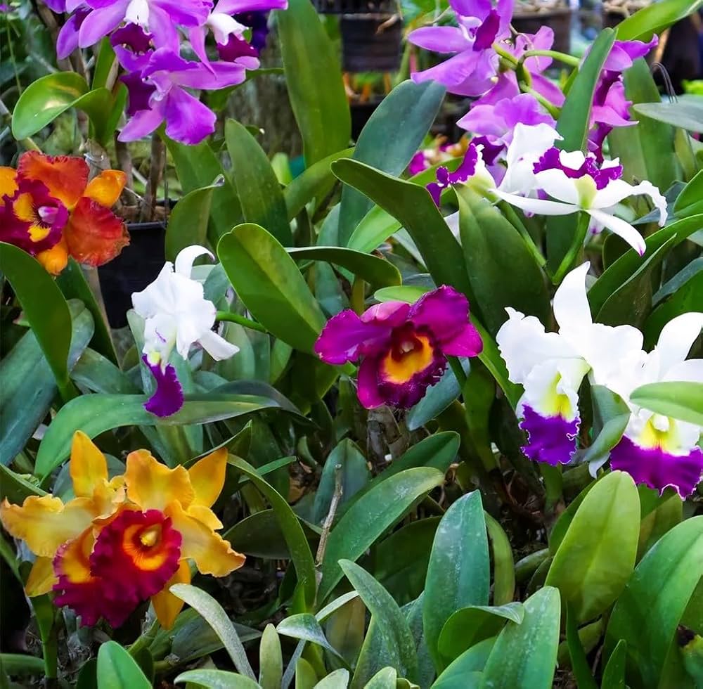 Mixed Cattleya Flower seeds for Planting - Cut Flower Favorite, Heirloom & GMO Free Seeds for Home Garden