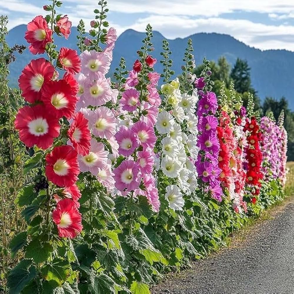 Mixed Hollyhock Flower Seeds for Planting - Colorful Biennial Blooms for Your Garden