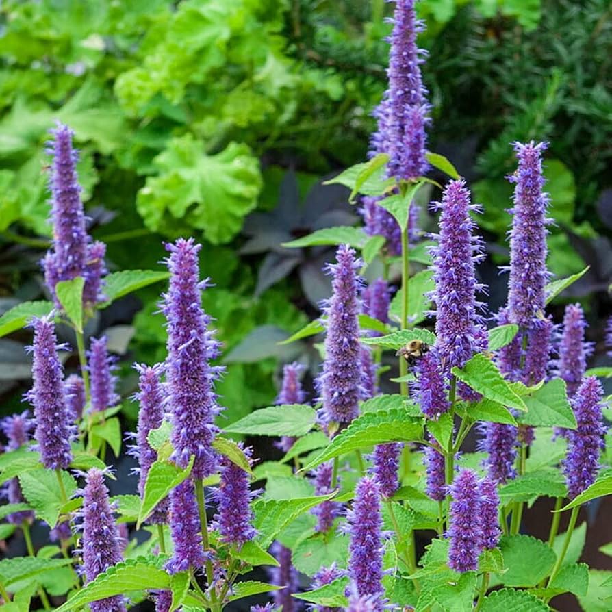 Heirloom Hyssop Flower seeds for Planting Sun Loving Heirloom & GMO Free Seeds for Home Garden