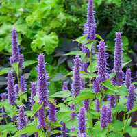 Heirloom Hyssop Flower seeds for Planting Sun Loving Heirloom & GMO Free Seeds for Home Garden