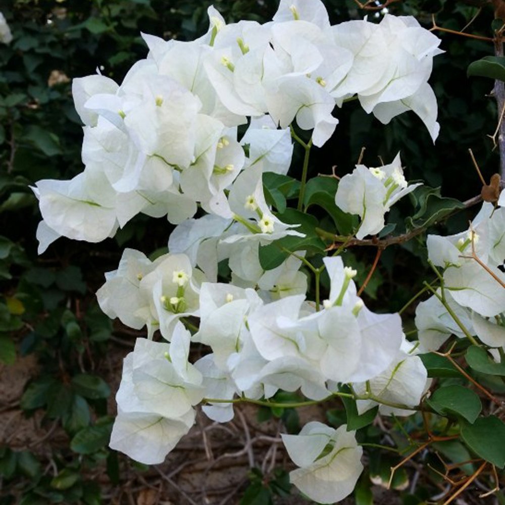 White Bougainvillea Flower seeds for Planting - Fragrant Blossoms, Heirloom & GMO Free Seeds for Home Garden