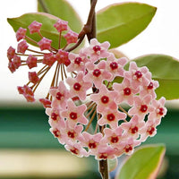 Hoya Flower seeds for Planting Low Maintenance Heirloom & GMO Free Seeds for Home Garden 
 
 Sale