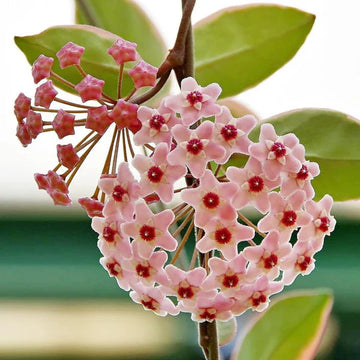 Light Red Hoya Flower Seeds for Planting Seasonal Bloomer Heirloom & GMO Free Seeds for Home Garden
 
 Sale