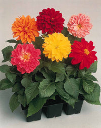 Dahlia Decorative Flower Seeds