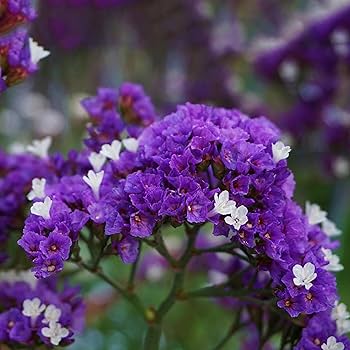 Heirloom Limonium Flower seeds for Planting Seasonal Bloomer Heirloom & GMO Free Seeds for Home Garden