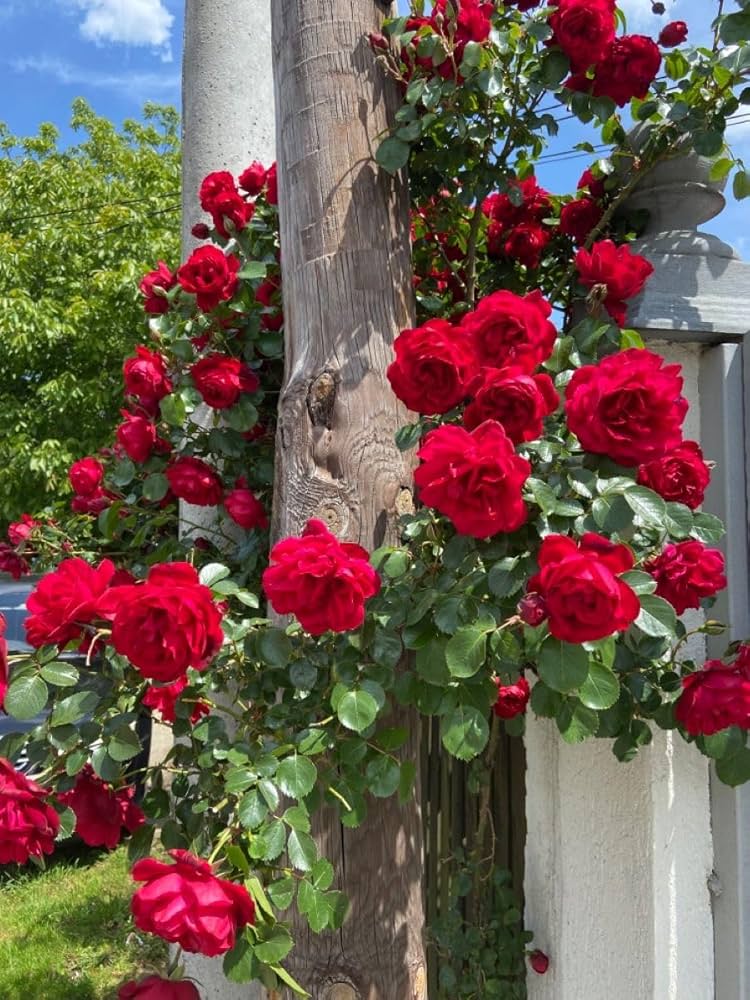 Dark Pink Climbing Rose Flower Seeds for Planting Sun Loving Heirloom & GMO Free Seeds for Home Garden
 
 Sale
