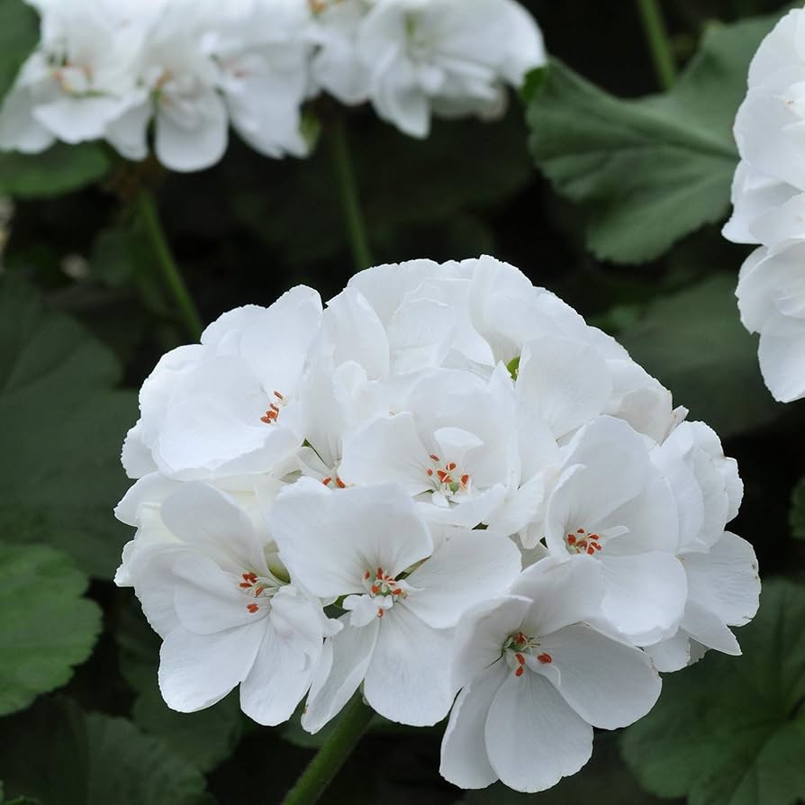 White Univalve Geranium Flower Seeds for Your Garden  Seed for Gorgeous and Lush Growth