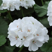White Univalve Geranium Flower Seeds for Your Garden  Seed for Gorgeous and Lush Growth
