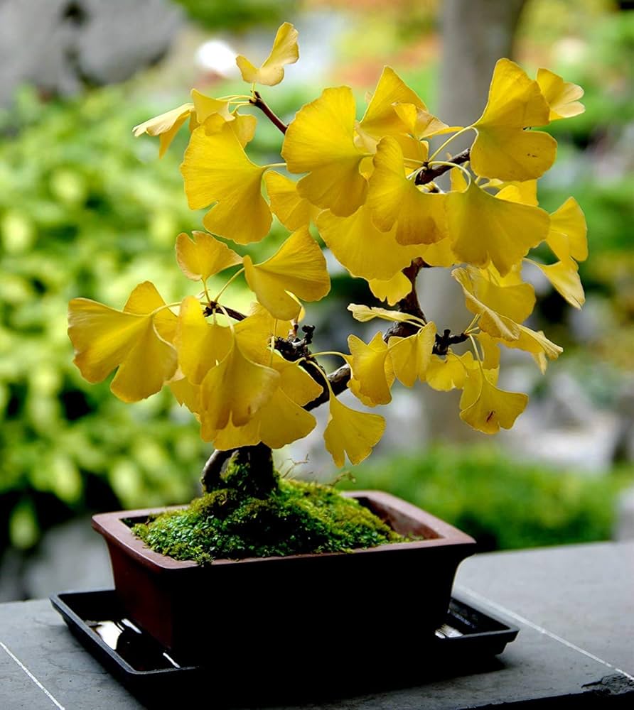 Ginkgo Flower seeds for Planting Fragrant Blossoms Heirloom & GMO Free Seeds for Home Garden 
 
 Sale