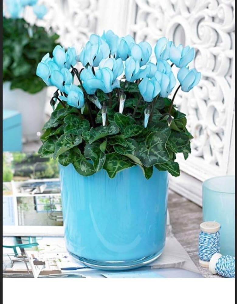 Blue Cyclamen Flower seeds for Planting Compact Growth Heirloom & GMO Free Seeds for Home Garden 
 
 Sale