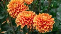 Dark Orange Dahlia Flower Seeds for Planting Wildflower Mix Heirloom & GMO Free Seeds for Home Garden
 
 Sale