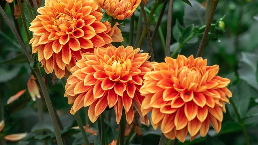 Dark Orange Dahlia Flower Seeds for Planting Wildflower Mix Heirloom & GMO Free Seeds for Home Garden
 
 Sale