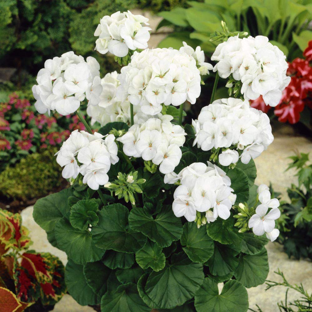 White Geranium Flower seeds for Planting - Long Bloom Season, Heirloom & GMO Free Seeds for Home Garden