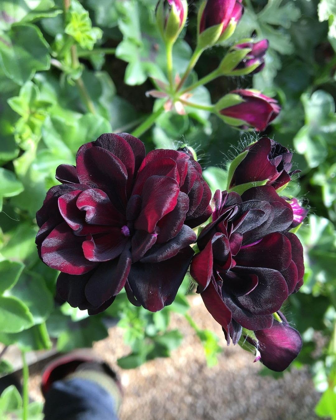 Dark Khaki Geranium Flower seeds for Planting Fragrant Blossoms Heirloom & GMO Free Seeds for Home Garden