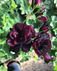 Dark Khaki Geranium Flower seeds for Planting Fragrant Blossoms Heirloom & GMO Free Seeds for Home Garden