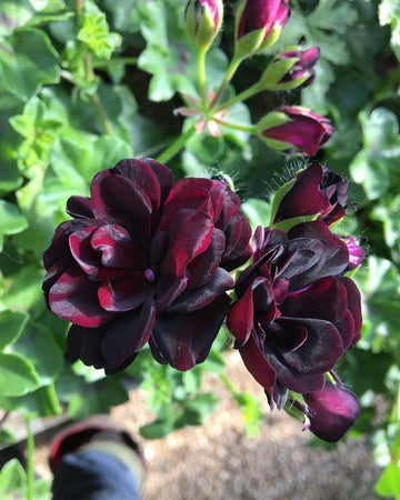 Dark Khaki Geranium Flower seeds for Planting Fragrant Blossoms Heirloom & GMO Free Seeds for Home Garden
