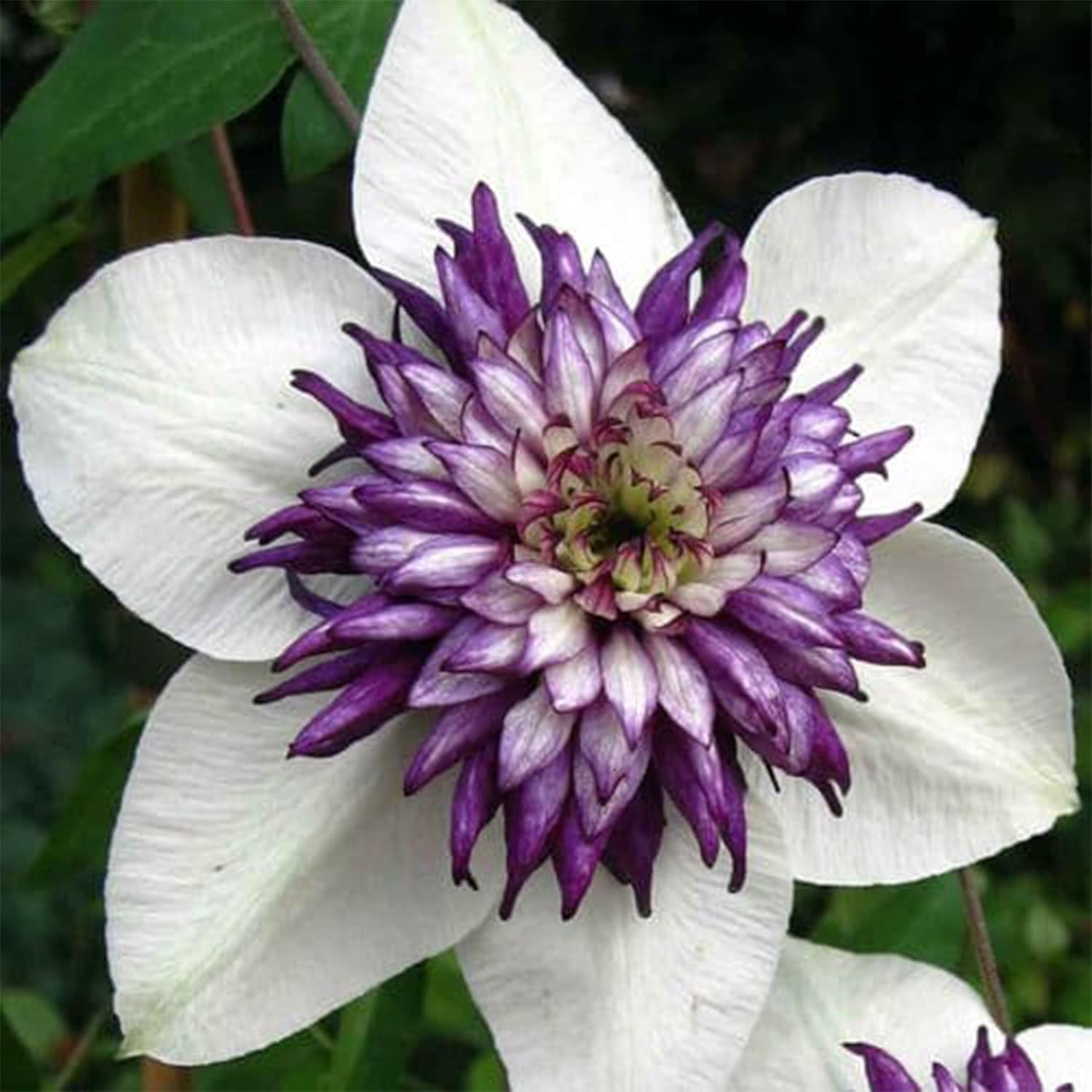 White Purple Clematis Flower seeds for Planting Premium Quality Heirloom & GMO Free Seeds for Home Garden
 
 Sale
