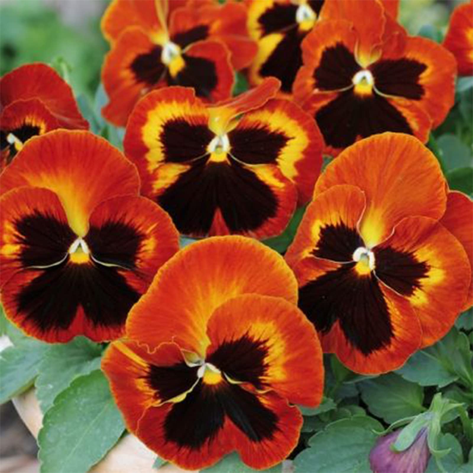 Viola Angel Amber Kiss Seeds for Beautiful Amber-Colored Flowers