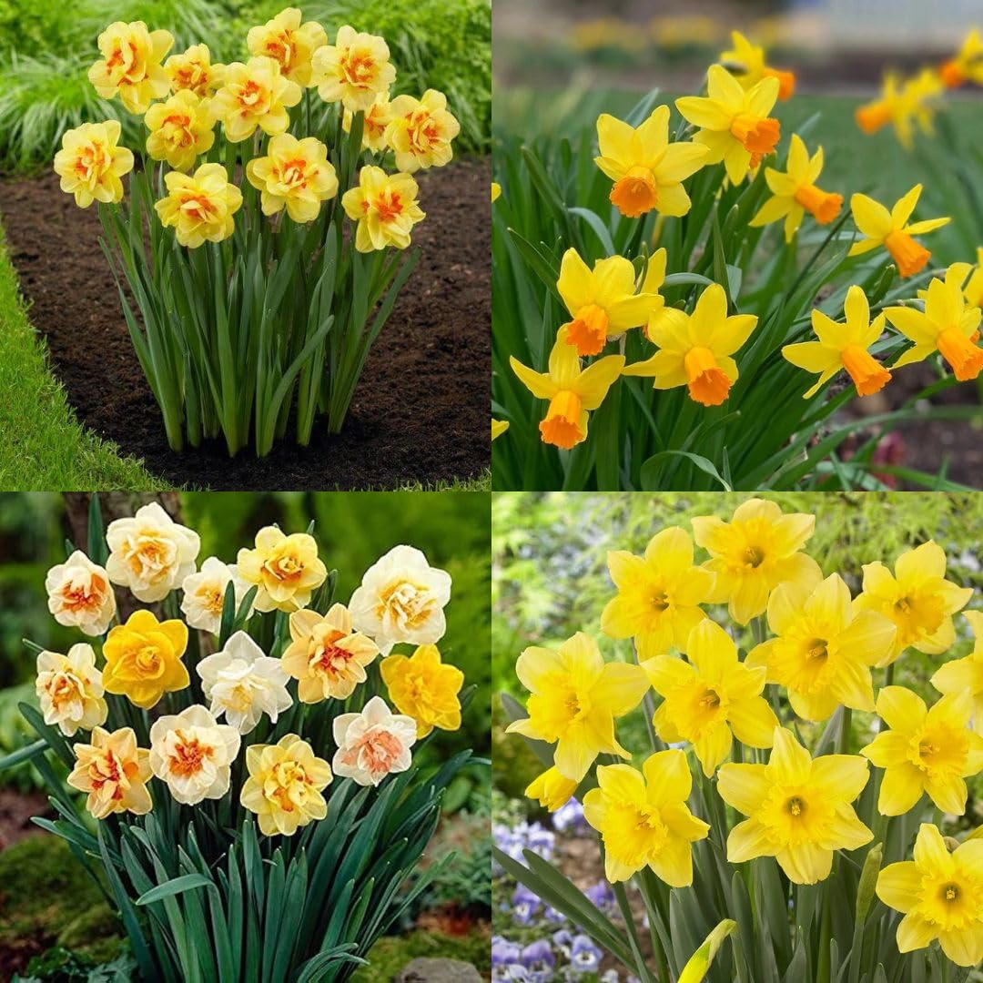 Light Yellow Daffodil Seeds for Planting  Perennial Spring Blooms for Garden