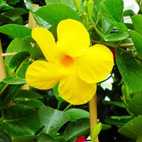 Yellow Mandevilla Flower Seeds for Planting – Cottage Garden Essential Heirloom & NonGMO Seeds
 
 Sale