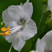 Jacob’s Ladder Polemonium caeruleum White for planting in perennial border
