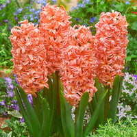 Orange Higanbana Flower Seeds for Planting Seasonal Bloomer Heirloom & GMO Free Seeds for Home Garden
 
 Sale