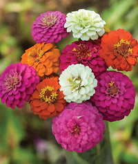 Zinnia Zinnia spp Flower Seeds for Planting in Flower Bed