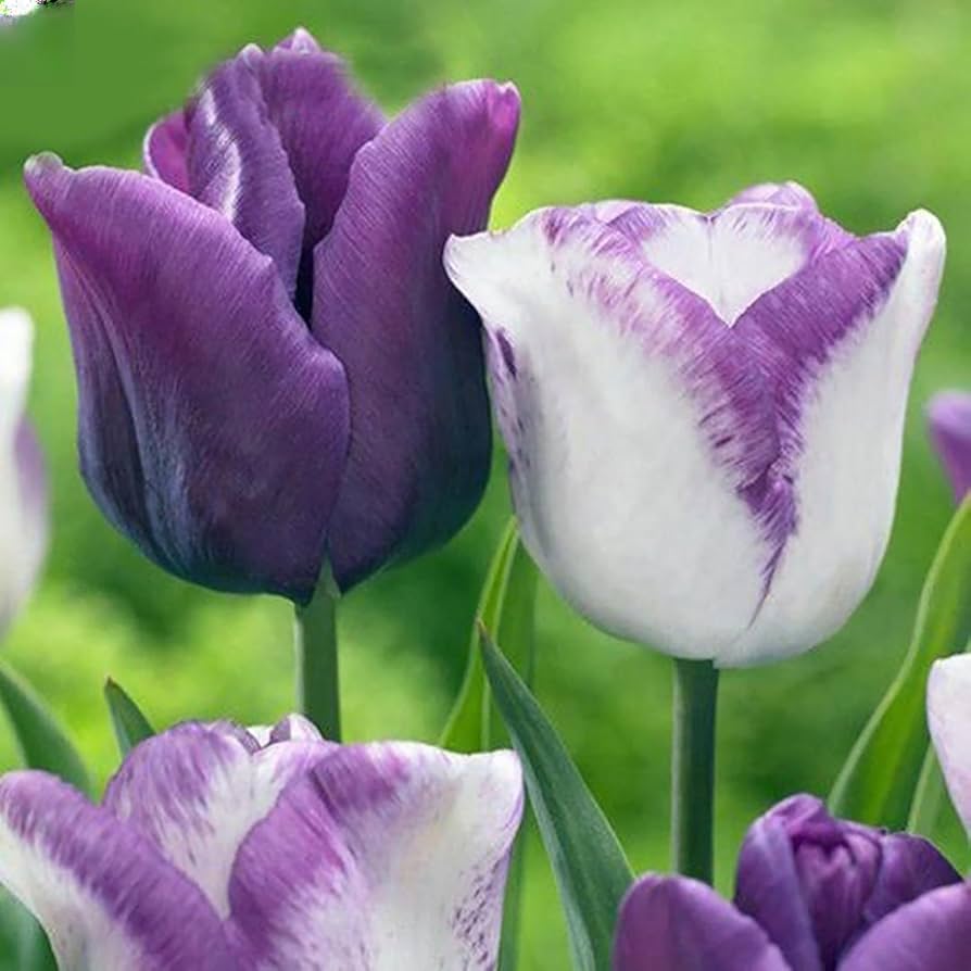 White Lavender Tulip Flower seeds for Planting Drought Tolerant Heirloom & GMO Free Seeds for Home Garden