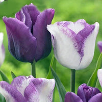 White Lavender Tulip Flower seeds for Planting Drought Tolerant Heirloom & GMO Free Seeds for Home Garden