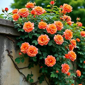 Orange Climbing Rose Seeds Flower seeds for Planting Hardy Variety Heirloom & GMO Free Seeds for Home Garden