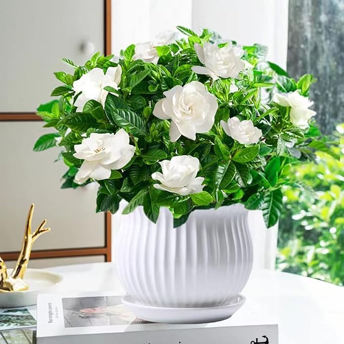Cape Jasmine Gardenia jasminoides Flower Seeds for Planting in Flower Bed