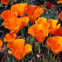 Ballerina Mix Poppy Seeds for Elegant, Colorful Poppy Flowers
