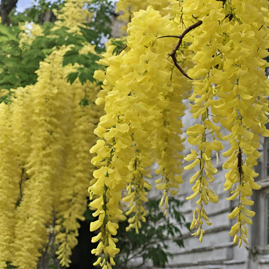 Wisteria Tree Seeds Mixed for Planting  Seed for Gorgeous Blooms and Lush Growth in Your Garden