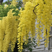 Wisteria Tree Seeds Mixed for Planting  Seed for Gorgeous Blooms and Lush Growth in Your Garden