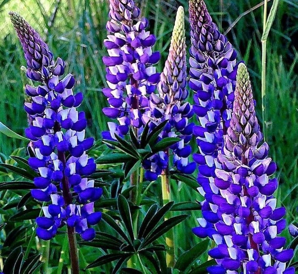 Thick Blue Lupine Flower seeds for Planting Seasonal Bloomer Heirloom & GMO Free Seeds for Home Garden