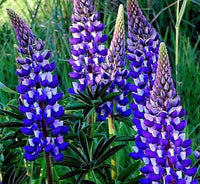 Thick Blue Lupine Flower seeds for Planting Seasonal Bloomer Heirloom & GMO Free Seeds for Home Garden