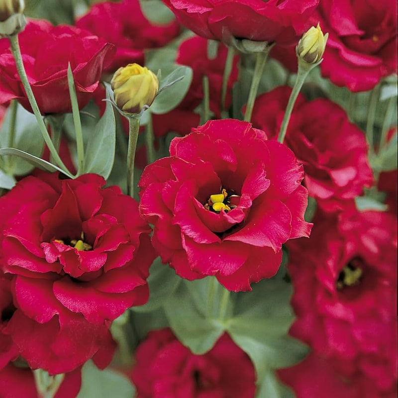 Deep Red Eustoma (Lisianthus) Flower seeds for Planting Perfect for Borders Heirloom & GMO Free Seeds for Home Garden