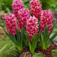 Red Hyacinth Flower seeds for Planting - Sun Loving, Heirloom & GMO Free Seeds for Home Garden