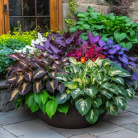 Hosta Jardin Mix Lily Flower Seeds for Planting - Perennial Garden Beauties