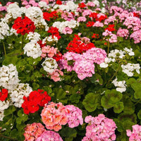 Light Red White Geranium Flower Seeds for Planting Seasonal Bloomer Heirloom & GMO Free Seeds for Home Garden
 
 Sale