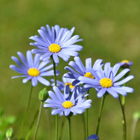 Daisy Flower Seeds for Bright, Cheerful Garden Blooms
