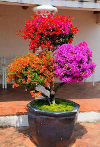 Garofano Flowers Plants Bonsai Flowers in Pot Balcony Perennial Garden Flowers
