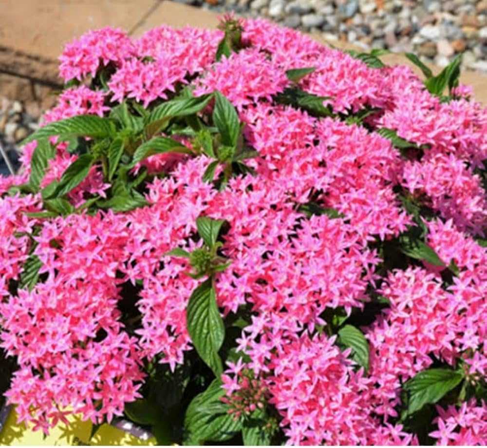 Penta Flower seeds for Planting - Fragrant Blossoms, Heirloom & GMO Free Seeds for Home Garden