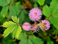 Mimosa Pudica, Touch me not, Lajalu, Sensitive Plant seeds for Planting - Cut Flower Favorite, Heirloom & GMO Free Seeds for Home Garden