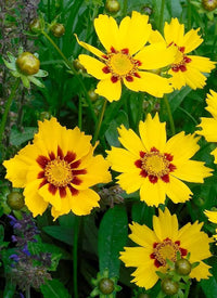 Coreopsis Basalis Flower seeds for Planting Sun Loving Heirloom & GMO Free Seeds for Home Garden