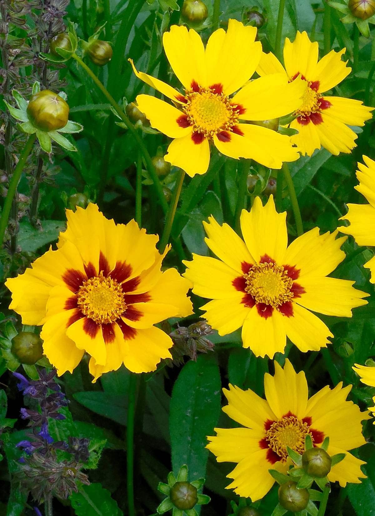 Coreopsis American Dream Seeds for Planting Wildflower Border Garden